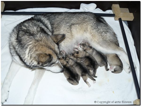 Welpen E Wurf 340.jpg